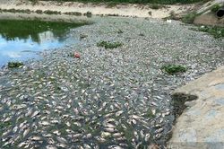 Kinh hoàng hàng tấn cá chết nổi trắng kênh Đa Cô ở Đà Nẵng