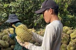 Giá sầu riêng quay đầu giảm sau đà tăng kỷ lục, nhà vườn đứng ngồi không yên