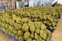 'Đừng để sầu riêng rơi vào bi kịch'