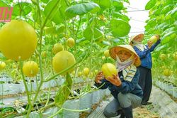 Dưa vàng Hồng Đức khai mở tiềm năng phát triển nông nghiệp Quảng Văn