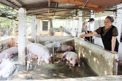 TP. Sông Công: Tiết kiệm trên 1,9 tỷ đồng hỗ trợ phụ nữ phát triển kinh tế