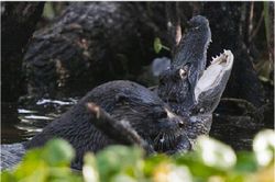 Rái cá khổng lồ hạ sát cá sấu Caiman làm thức ăn