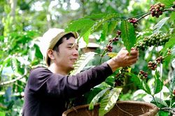 Tăng xuất khẩu cà phê chế biến, giá cà phê tăng kỷ lục