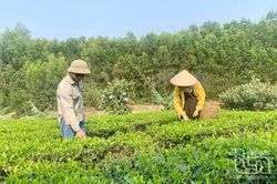 203 tỷ đồng ngân sách địa phương ủy thác cho vay hộ chính sách