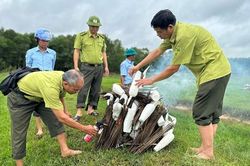 Hà Tĩnh: Tiêu hủy hàng nghìn dụng cụ bẫy chim nằm la liệt trên đồng ruộng