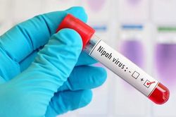 Hai ca tử vong vì virus Nipah, Ấn Độ xét nghiệm cho 800 người
