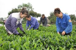 Nâng cao giá trị, thương hiệu chè Phú Lương
