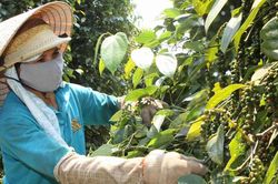 Giá tiêu hôm nay 15/9: Quay đầu giảm tại khu vực Đông Nam Bộ
