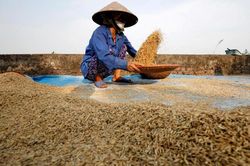 Giá gạo tăng làm dấy lên nỗi lo về nguồn cung tại Châu Á