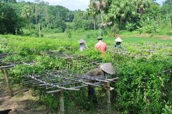 Bản địa hóa cây dược liệu giá trị cao giúp dân làm giàu