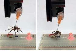 Những phát minh hài hước nhất được xướng tên tại Ig Nobel 2023