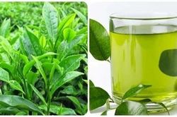 Giảm mỡ bụng hiệu quả nhờ uống trà xanh