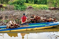 Giá gỗ đước tăng, người trồng rừng phấn khởi