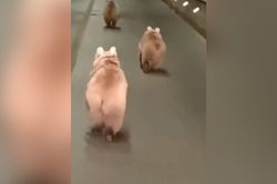 Bất ngờ 3 chú gấu con chạy trên đường cao tốc