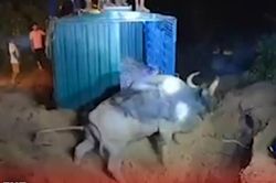 Giải cứu thành công con bò rừng rơi xuống giếng ở Ấn Độ