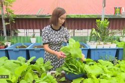 Vườn rau quả trên sân thượng giữa lòng Hà Nội