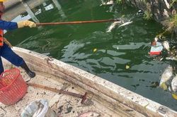 Vì sao tiếp tục xuất hiện cá chết tại hồ Tây?