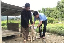 Lai Châu ghi nhận nhiều trường hợp dân thường bị chó dại cắn