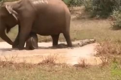 Clip: Voi mẹ dũng cảm bảo vệ con khỏi hàm cá sấu