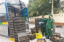 Ngăn chặn vận chuyển trái phép gia cầm qua biên giới