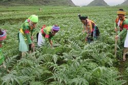Nghịch lý trong phát triển tài nguyên dược liệu ở Việt Nam