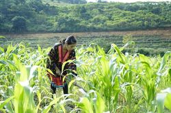 Đa dạng hóa sinh kế, phát triển mô hình giảm nghèo