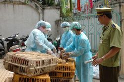 Bộ NN&PTNT đề nghị Hà Nội ngăn chặn vận chuyển trái phép gia cầm