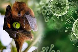 Ấn Độ: Tăng cường ngăn chặn virus Nipah lây lan