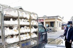 Phối hợp ngăn chặn gia cầm nhập lậu