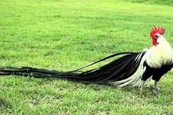 Giống gà đuôi dài nhất thế giới, giá lên đến hàng trăm triệu/ con