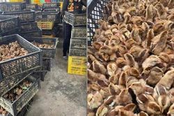 Bộ NN&PTNT đề nghị lập chuyên án đấu tranh, xử lý buôn bán gia cầm lậu