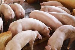 TP.HCM: Giết mổ lợn, một người đàn ông nhiễm vi khuẩn liên cầu lợn