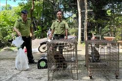 Kiên Giang: Tiếp nhận 4 cá thể động vật rừng thuộc nhóm IIB