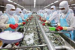 Điểm sáng trong xuất khẩu tôm Việt Nam tại Mỹ và Trung Quốc