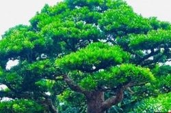 Cây cảnh tùng kim cương bé xíu dáng 'siêu độc' chủ ra giá 'chát' 3,6 tỷ đồng