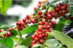 Giá cà phê trong nước tiếp tục tăng mạnh