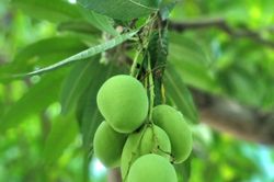 Như thấy mình lạc giữa khúc ca dao…