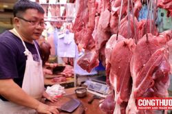 Giá heo hơi hôm nay 19/9: Người dân chuẩn bị sẵn sàng tái đàn, giá heo giống tăng trở lại