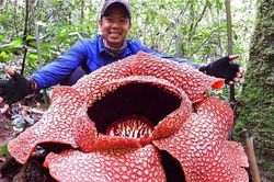 Loài hoa lớn nhất thế giới đứng trước nguy cơ tuyệt chủng