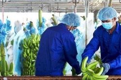 HAGL: Mảng trái cây mang về doanh thu gấp đôi chăn nuôi trong tháng 8