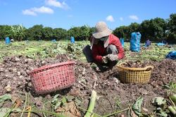 Phát huy tiềm năng, giá trị từ khoai môn