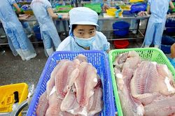 Kỳ vọng xuất khẩu sang Mỹ tăng tốc và hưởng lợi tỷ giá, cổ phiếu VHC 'hút tiền' trở lại