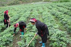Đưa cây dược liệu thành sinh kế bền vững cho người dân miền núi