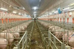 Hoàng Anh Gia Lai (HAG) doanh thu tháng 8 tăng 47%, vẫn còn đó gần 3.000 tỷ lỗ lũy kế