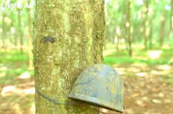 Giá thấp, khó tiêu thụ, nhiều nơi ở Nghệ An ngừng khai thác mủ cao su