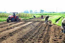 Thời tiết nắng ráo, nông dân Nghệ An ra đồng sản xuất vụ đông