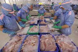 Xuất khẩu cá tra: Mức giảm thu hẹp, các thị trường nhỏ tăng trưởng khá