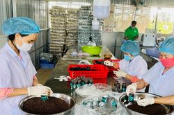 Phấn đấu đến năm 2025 có từ 60% hợp tác xã nông nghiệp hoạt động khá, tốt