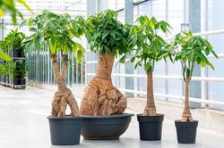 Những loại cây phong thủy nên trồng trong nhà