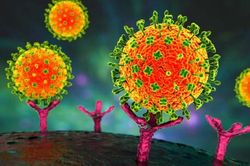 Những điều cần biết về virus Nipah đang bùng phát có thể gây viêm não và tử vong